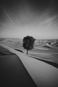 Preview wallpaper desert, tree, dunes, sand, lonely, bw