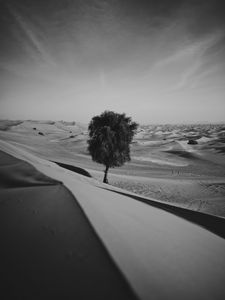 Preview wallpaper desert, tree, dunes, sand, lonely, bw