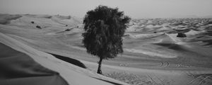 Preview wallpaper desert, tree, dunes, sand, lonely, bw