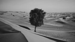 Preview wallpaper desert, tree, dunes, sand, lonely, bw