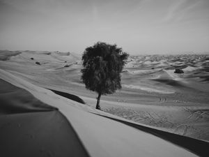 Preview wallpaper desert, tree, dunes, sand, lonely, bw