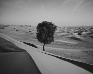 Preview wallpaper desert, tree, dunes, sand, lonely, bw