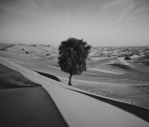 Preview wallpaper desert, tree, dunes, sand, lonely, bw