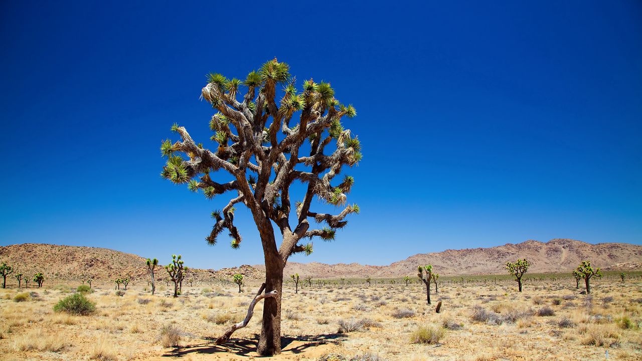 Wallpaper desert, tree, vegetation