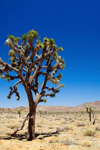 Preview wallpaper desert, tree, vegetation