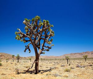 Preview wallpaper desert, tree, vegetation