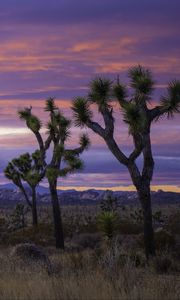 Preview wallpaper desert, trees, bushes, mountains, nature