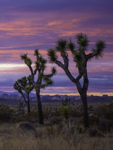 Preview wallpaper desert, trees, bushes, mountains, nature
