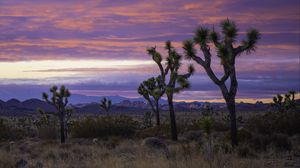 Preview wallpaper desert, trees, bushes, mountains, nature