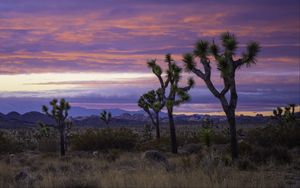 Preview wallpaper desert, trees, bushes, mountains, nature