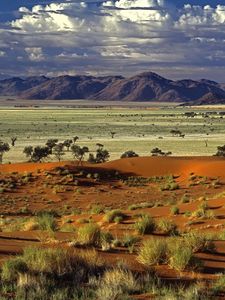 Preview wallpaper desert, trees, sand, plants, mountains