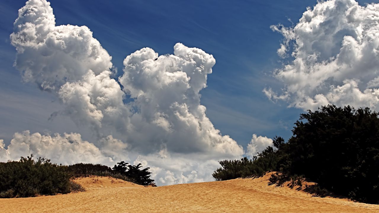 Wallpaper desert, vegetation, sky, clouds
