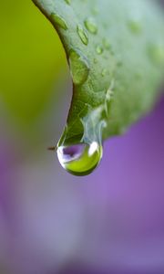 Preview wallpaper dew, drops, leaf, bending