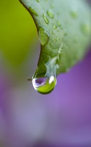 Preview wallpaper dew, drops, leaf, bending