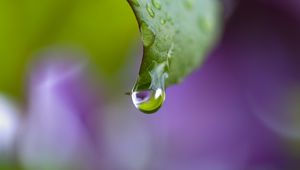 Preview wallpaper dew, drops, leaf, bending