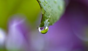 Preview wallpaper dew, drops, leaf, bending