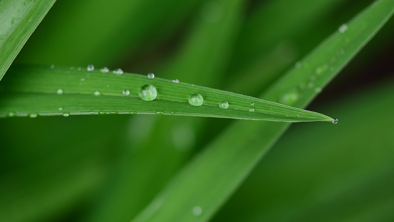 Wallpaper dew, drops, water, leaf, macro, green, blur