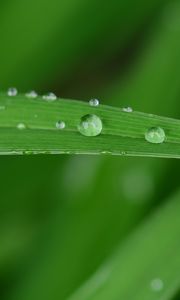 Preview wallpaper dew, drops, water, leaf, macro, green, blur