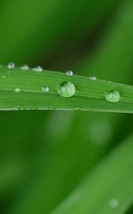 Preview wallpaper dew, drops, water, leaf, macro, green, blur