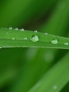 Preview wallpaper dew, drops, water, leaf, macro, green, blur