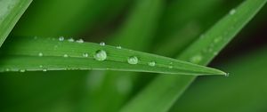 Preview wallpaper dew, drops, water, leaf, macro, green, blur