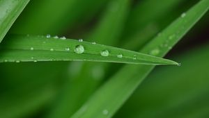 Preview wallpaper dew, drops, water, leaf, macro, green, blur