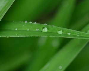 Preview wallpaper dew, drops, water, leaf, macro, green, blur