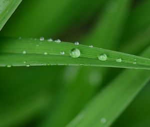 Preview wallpaper dew, drops, water, leaf, macro, green, blur