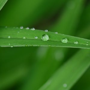 Preview wallpaper dew, drops, water, leaf, macro, green, blur