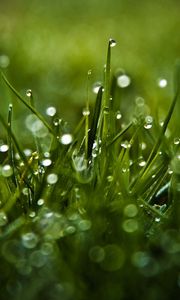 Preview wallpaper dew, glare, grass, drops, macro