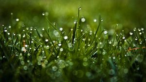Preview wallpaper dew, glare, grass, drops, macro