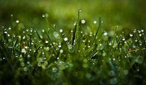 Preview wallpaper dew, glare, grass, drops, macro