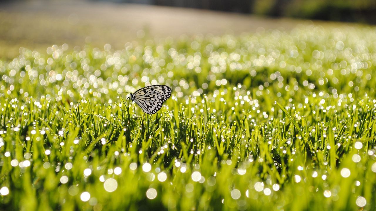 Wallpaper dew, grass, butterfly, insect, sunlight
