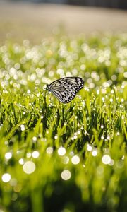 Preview wallpaper dew, grass, butterfly, insect, sunlight