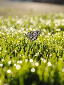Preview wallpaper dew, grass, butterfly, insect, sunlight