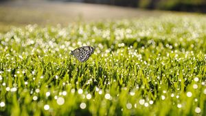 Preview wallpaper dew, grass, butterfly, insect, sunlight