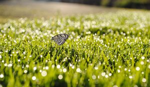 Preview wallpaper dew, grass, butterfly, insect, sunlight