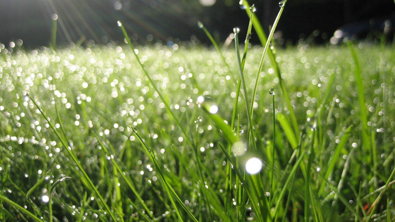 Wallpaper dew, grass, drops, green, summer, morning