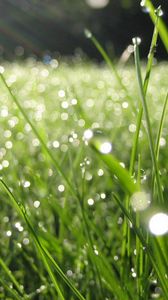 Preview wallpaper dew, grass, drops, green, summer, morning