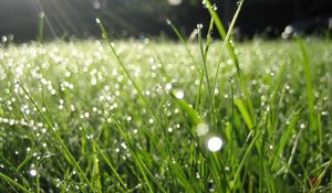 Preview wallpaper dew, grass, drops, green, summer, morning