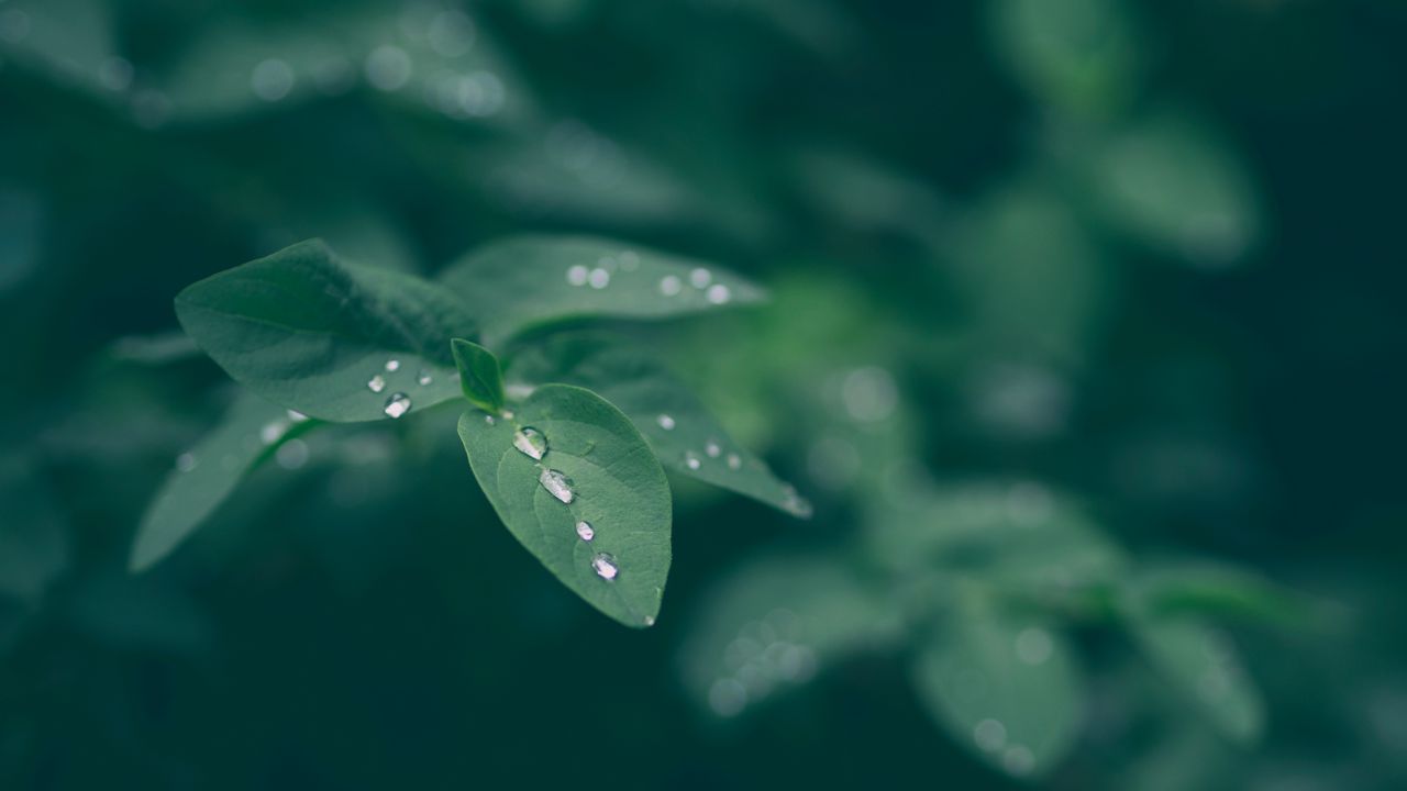 Wallpaper dew, leaf, drops
