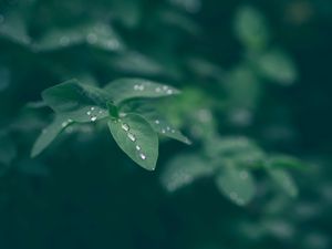 Preview wallpaper dew, leaf, drops