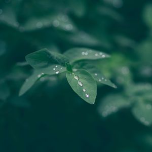 Preview wallpaper dew, leaf, drops