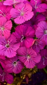 Preview wallpaper dianthus barbatus, barbatus, flowers, petals, pink