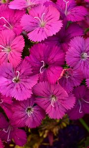 Preview wallpaper dianthus barbatus, barbatus, flowers, petals, pink