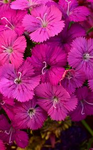 Preview wallpaper dianthus barbatus, barbatus, flowers, petals, pink