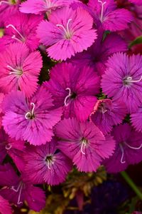 Preview wallpaper dianthus barbatus, barbatus, flowers, petals, pink