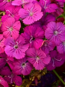 Preview wallpaper dianthus barbatus, barbatus, flowers, petals, pink