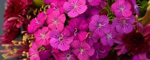 Preview wallpaper dianthus barbatus, barbatus, flowers, petals, pink