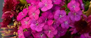 Preview wallpaper dianthus barbatus, barbatus, flowers, petals, pink